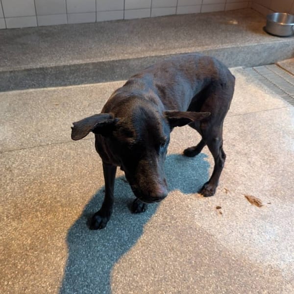 【待認養】混種犬 狗 (男生) - 高雄市燕巢動物保護關愛園區