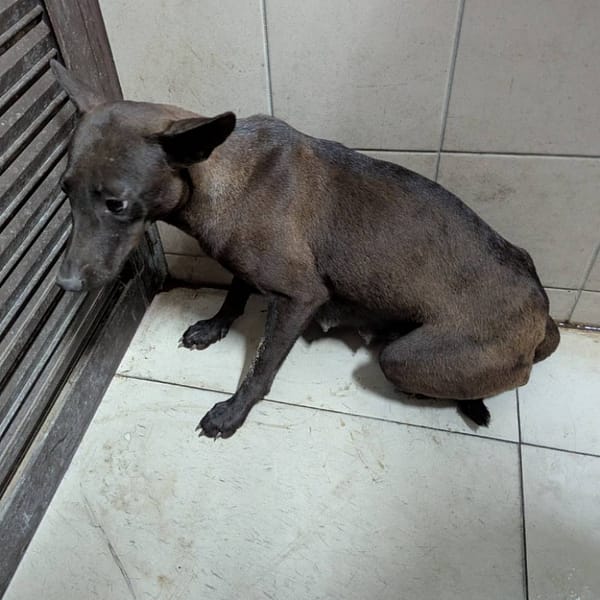 【待認養】混種犬 狗 (女生) - 高雄市燕巢動物保護關愛園區