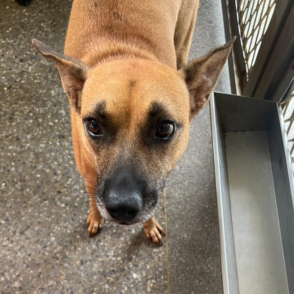 【待認養】混種犬 狗 (男生) - 苗栗縣動物保護教育園區