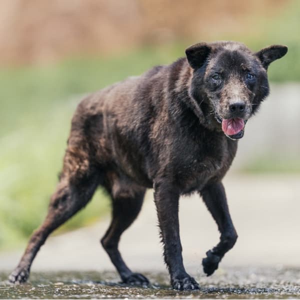 【待認養】混種犬 狗 (男生) - 新北市新店區公立動物之家