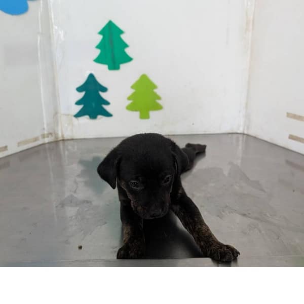 【待認養】混種犬 狗 (女生) - 高雄市燕巢動物保護關愛園區