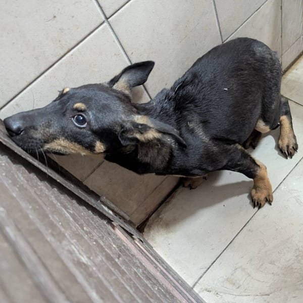 【待認養】混種犬 狗 (女生) - 高雄市燕巢動物保護關愛園區