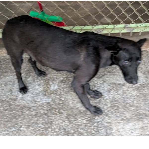 【待認養】混種犬 狗 (女生) - 高雄市燕巢動物保護關愛園區