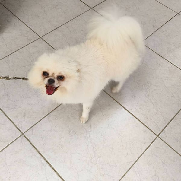 【待認養】博美犬 狗 (男生) - 新北市淡水區公立動物之家