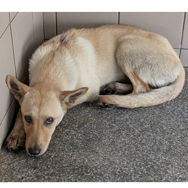 【待認養】混種犬 狗 (女生) - 高雄市燕巢動物保護關愛園區