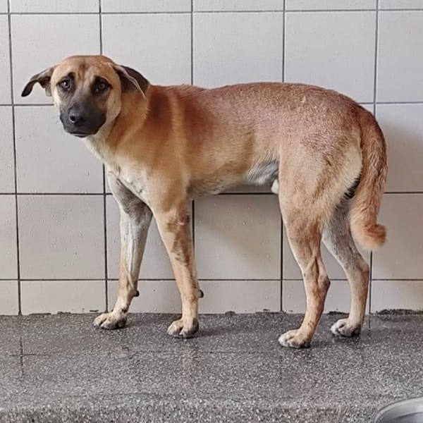 【待認養】混種犬 狗 (男生) - 高雄市燕巢動物保護關愛園區