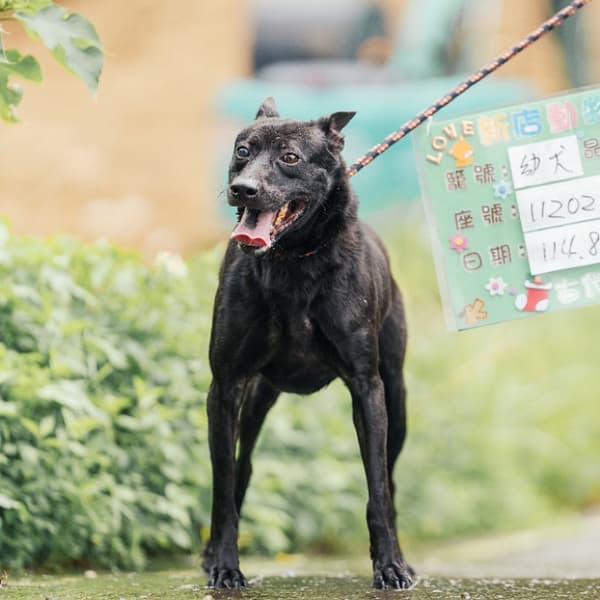 【待認養】混種犬 狗 (男生) - 新北市新店區公立動物之家