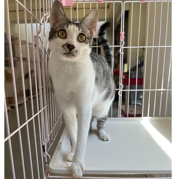 【待認養】混種貓 貓 (男生) - 花蓮縣狗貓躍動園區