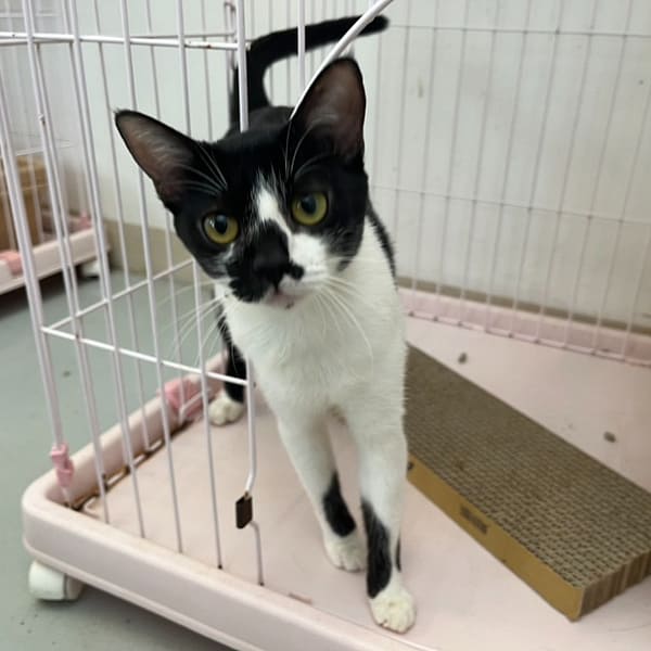 【待認養】混種貓 貓 (女生) - 花蓮縣狗貓躍動園區