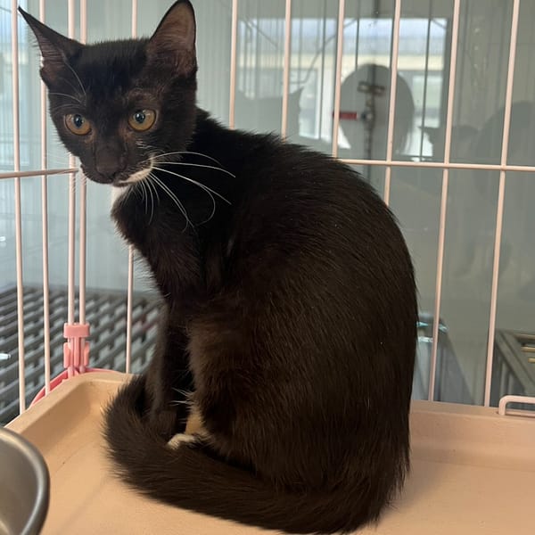 【待認養】混種貓 貓 (女生) - 花蓮縣狗貓躍動園區