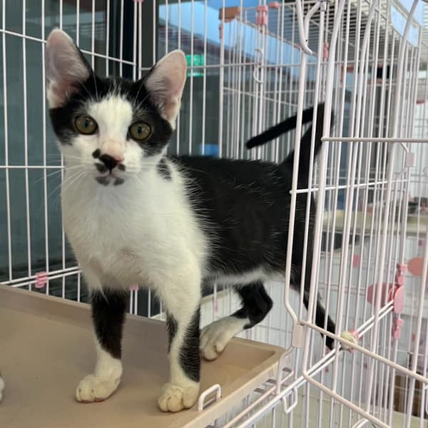 【待認養】混種貓 貓 (男生) - 花蓮縣狗貓躍動園區