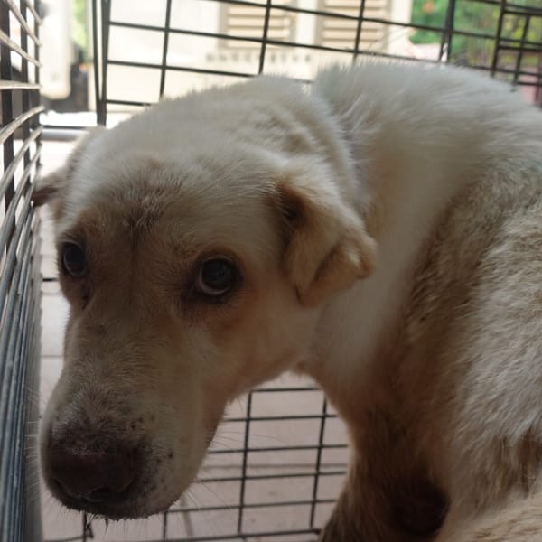 【待認養】混種犬 狗 (男生) - 臺南市動物之家灣裡站