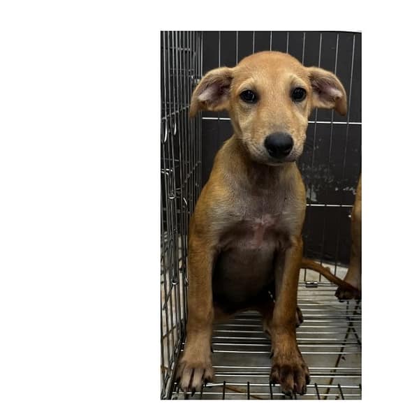 【待認養】混種犬 狗 (女生) - 新北市五股區公立動物之家