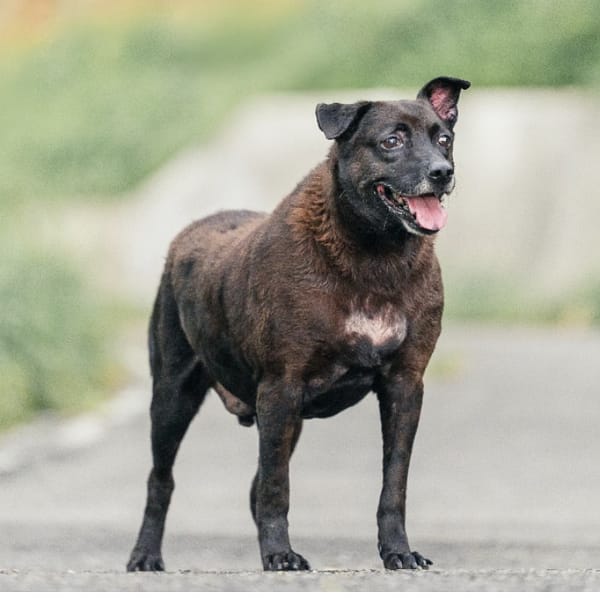 【待認養】混種犬 狗 (女生) - 新北市新店區公立動物之家