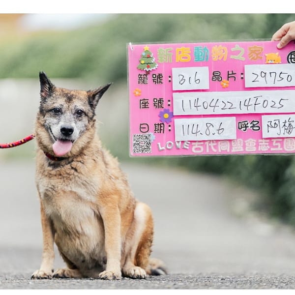【待認養】混種犬 狗 (女生) - 新北市新店區公立動物之家