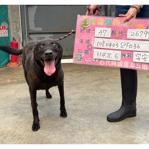 【待認養】混種犬 狗 (女生) - 新北市新店區公立動物之家