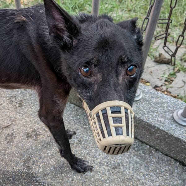 【待認養】混種犬 狗 (男生) - 臺南市動物之家善化站