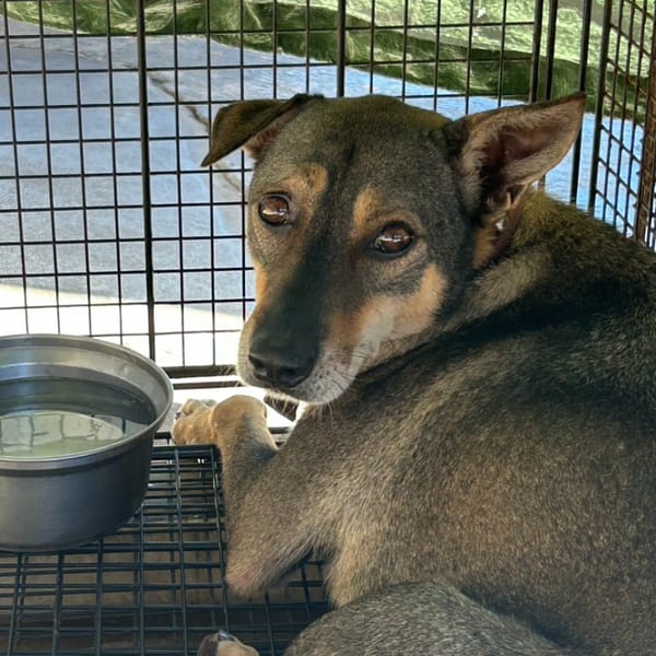 【待認養】混種犬 狗 (男生) - 澎湖縣流浪動物收容中心