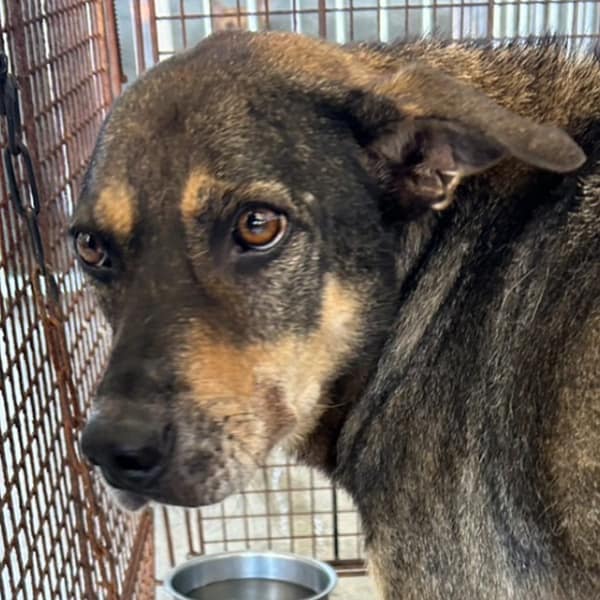 【待認養】混種犬 狗 (男生) - 澎湖縣流浪動物收容中心