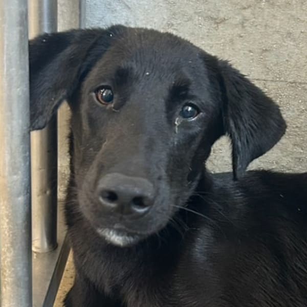 【待認養】混種犬 狗 (男生) - 澎湖縣流浪動物收容中心