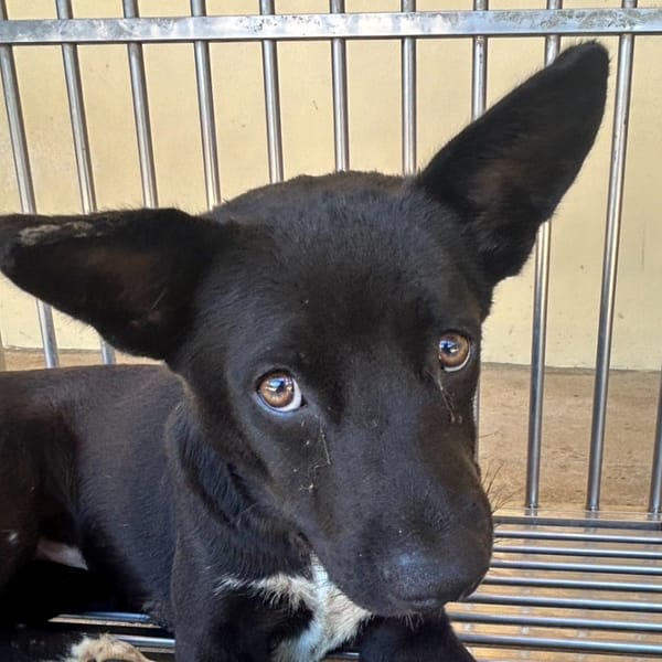 【待認養】混種犬 狗 (男生) - 澎湖縣流浪動物收容中心