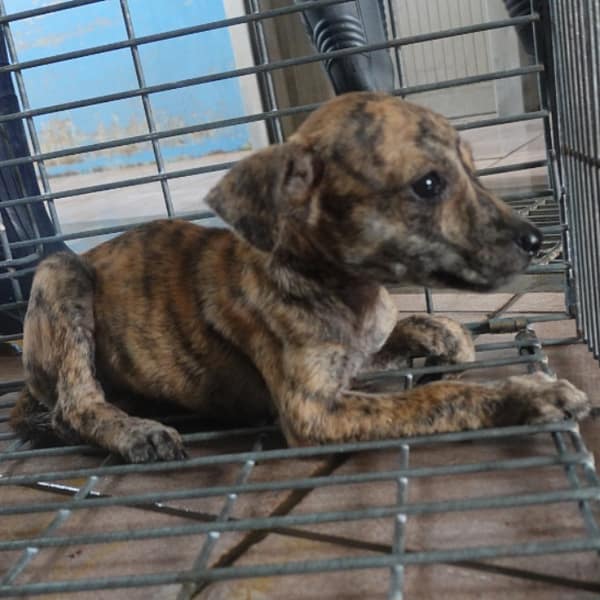 【待認養】混種犬 狗 (女生) - 臺南市動物之家灣裡站