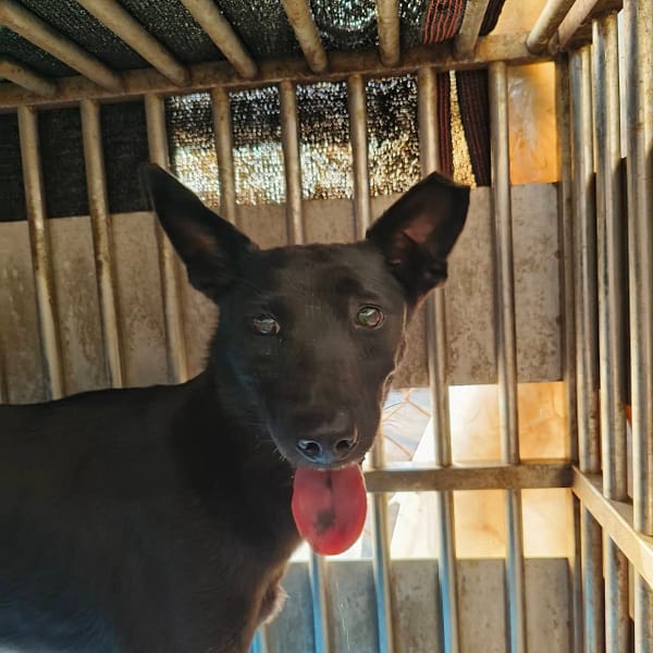 【待認養】混種犬 狗 (男生) - 新北市淡水區公立動物之家