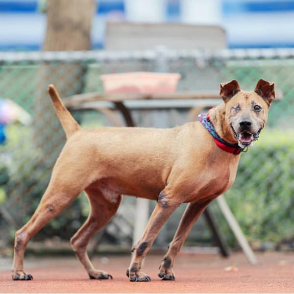 【待認養】混種犬 狗 (男生) - 新北市板橋區公立動物之家
