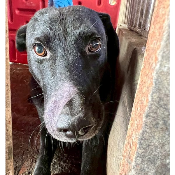 【待認養】混種犬 狗 (男生) - 雲林縣流浪動物收容所