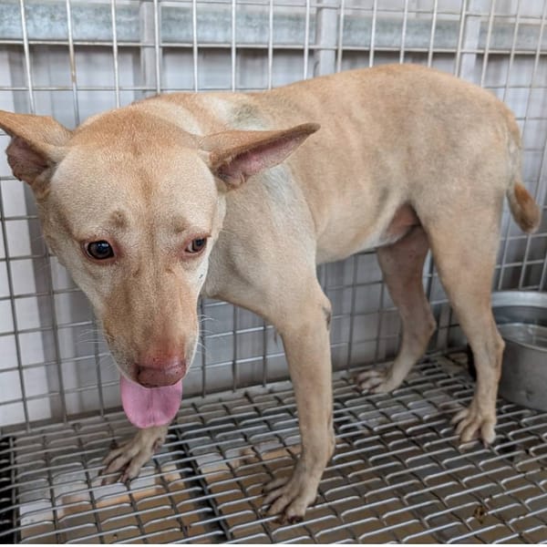 【待認養】混種犬 狗 (女生) - 高雄市燕巢動物保護關愛園區