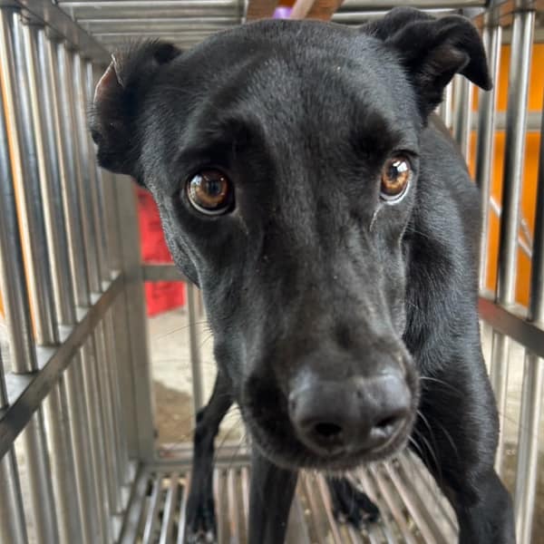 【待認養】混種犬 狗 (女生) - 澎湖縣流浪動物收容中心