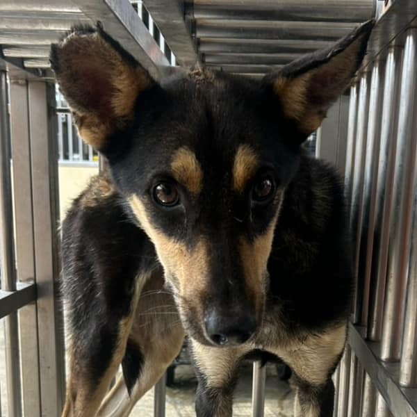 【待認養】混種犬 狗 (女生) - 澎湖縣流浪動物收容中心