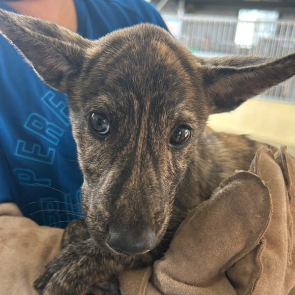 【待認養】混種犬 狗 (男生) - 澎湖縣流浪動物收容中心