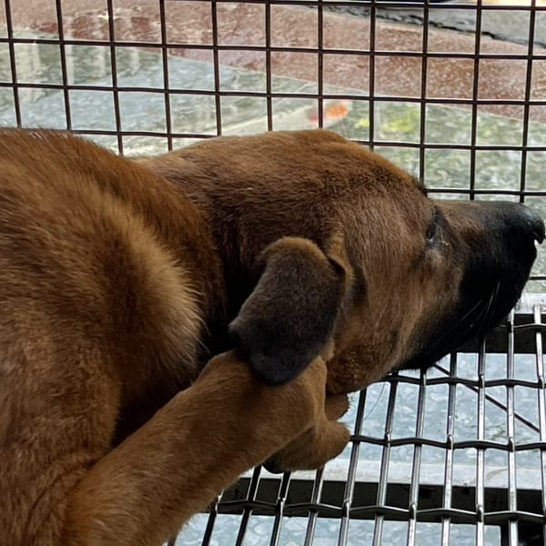 【待認養】混種犬 狗 (男生) - 臺南市動物之家善化站