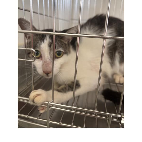 【待認養】混種貓 貓 (男生) - 基隆市寵物銀行