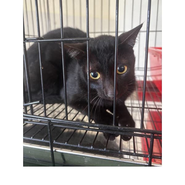 【待認養】混種貓 貓 (男生) - 基隆市寵物銀行