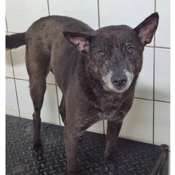 【待認養】混種犬 狗 (女生) - 新北市八里區公立動物之家