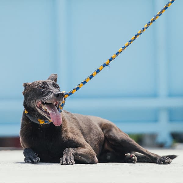 【待認養】混種犬 狗 (女生) - 新北市八里區公立動物之家