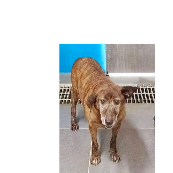 【待認養】混種犬 狗 (男生) - 新北市中和區公立動物之家