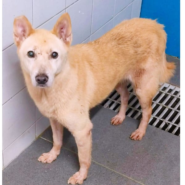 【待認養】混種犬 狗 (女生) - 新北市中和區公立動物之家