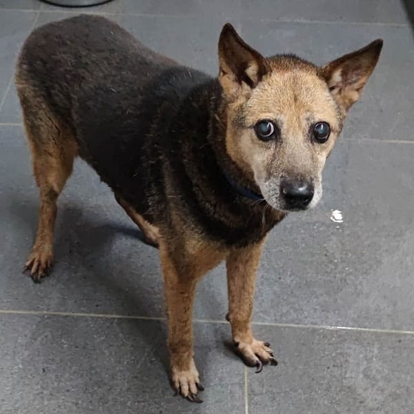 【待認養】混種犬 狗 (男生) - 新北市中和區公立動物之家