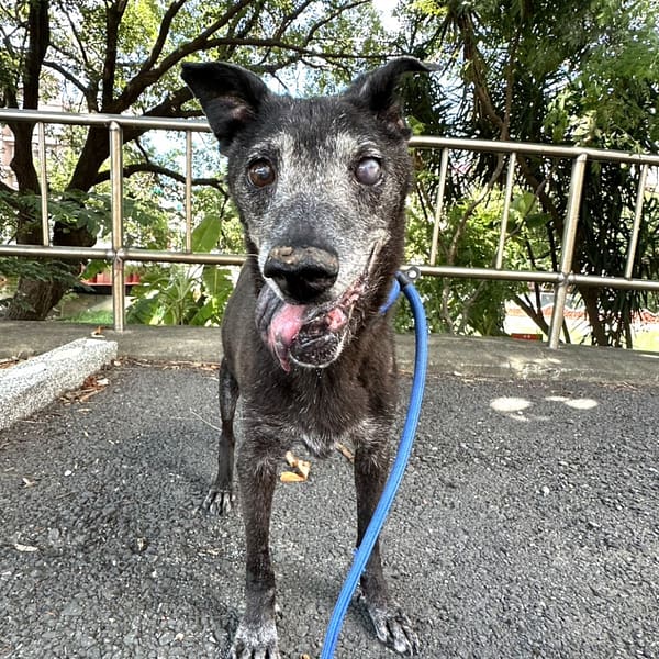 【待認養】混種犬 狗 (女生) - 新竹縣動物保護教育園區