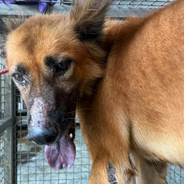 【待認養】混種犬 狗 (男生) - 臺南市動物之家善化站