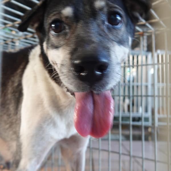 【待認養】混種犬 狗 (女生) - 臺南市動物之家灣裡站