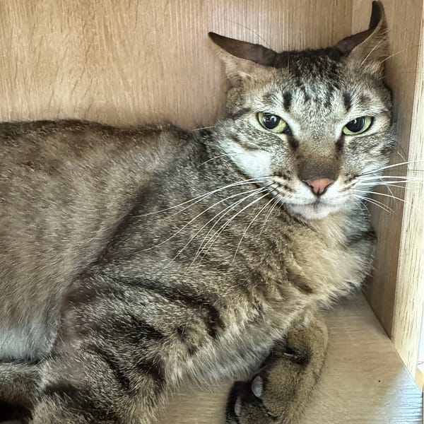 【待認養】混種貓 貓 (男生) - 新北市八里區公立動物之家