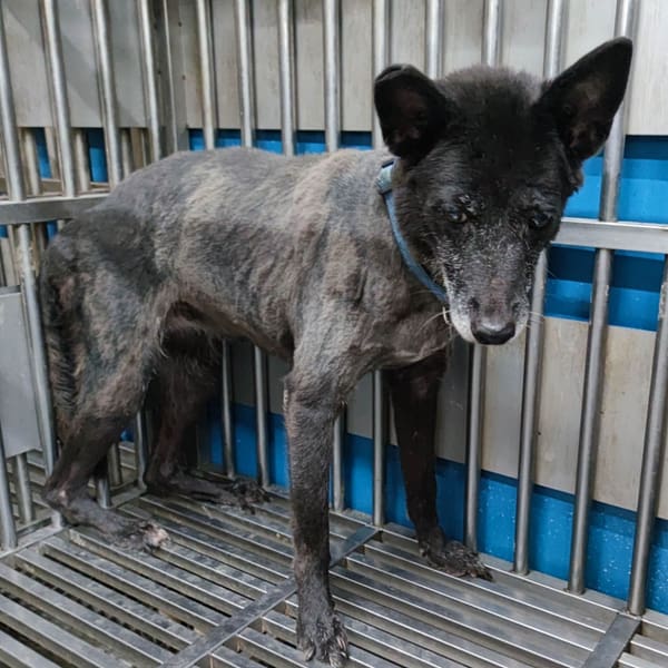 【待認養】混種犬 狗 (女生) - 新北市中和區公立動物之家