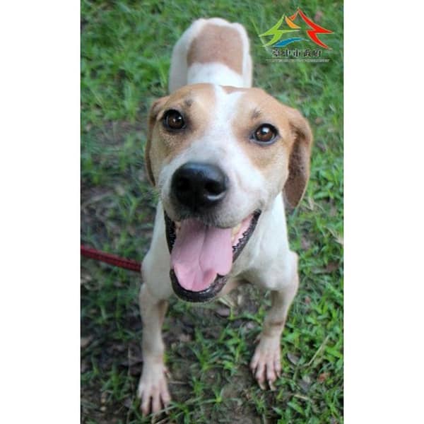 【待認養】混種犬 狗 (女生) - 臺中市動物之家后里園區