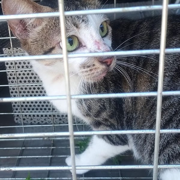 【待認養】混種貓 貓 (男生) - 新北市新店區公立動物之家