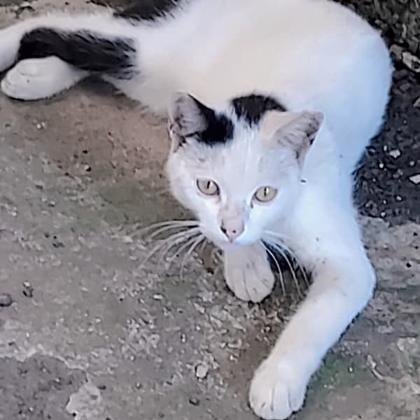 【待認養】混種貓 貓 (男生) - 新北市新店區公立動物之家