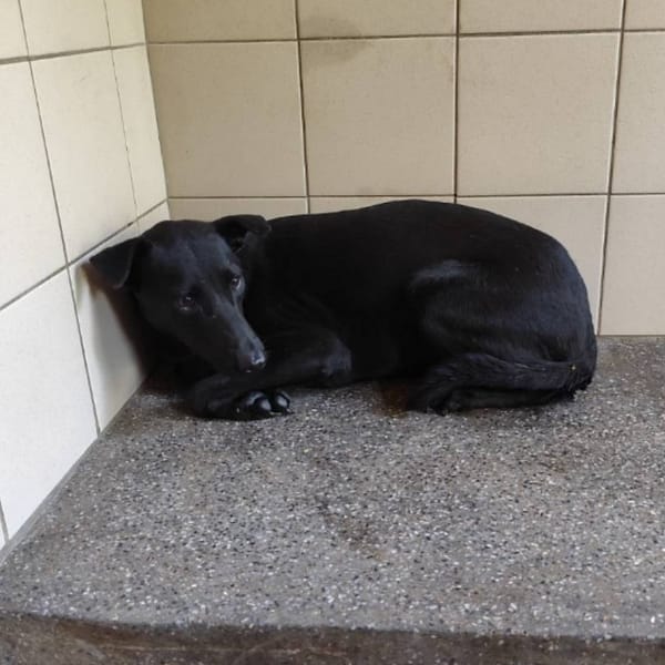 【待認養】混種犬 狗 (男生) - 高雄市燕巢動物保護關愛園區
